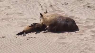 Brown Hyena kills Sea Lion pup instantly with one bite.