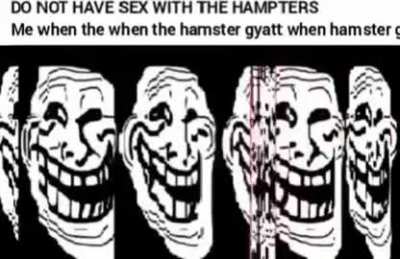 hampters 