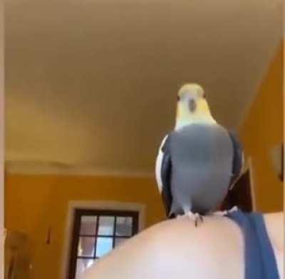 Derpy birb