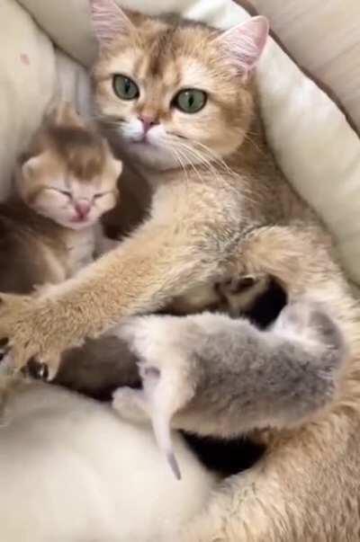 Mom and 8 day old babies