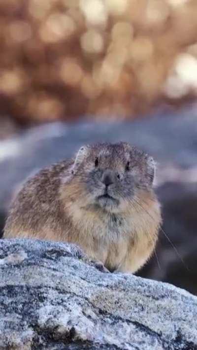 Pika (Ochotona princeps) - related to rabbits (not rodents) vocalize frequently whenever they see something out of the ordinary. It uses both call and song vocalizations. The call is used to warn other pikas of a predator or intruder, and it sounds a litt