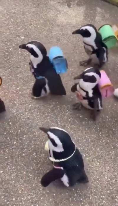 Penguin trip