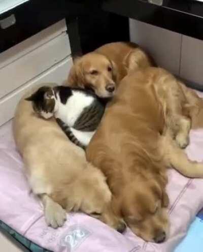 3 Dogs 1 Cat