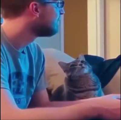 Cat smitten with love with her human