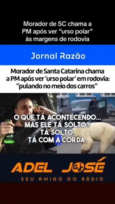 Urso polar visto em SC