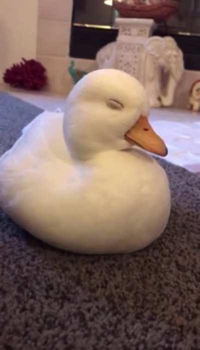 Duck is very sleepy