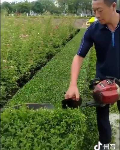 The way this man trims his hedge