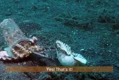 Diver convinces octopus to trade his plastic cup for a seashell