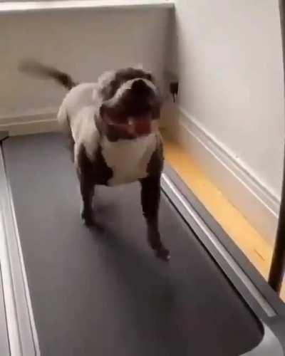 I love you dog running on the treadmill. I love you!