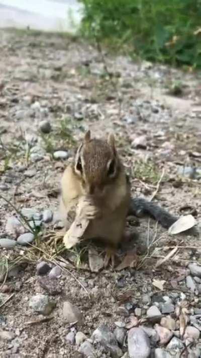 Chipmunk tears a moth to shreds in seconds 🦋