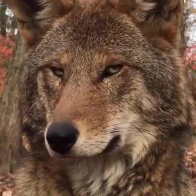 🔥 A red wolf. There currently less than 35 left in the wild in North Carolina. They are a critically endangered species.