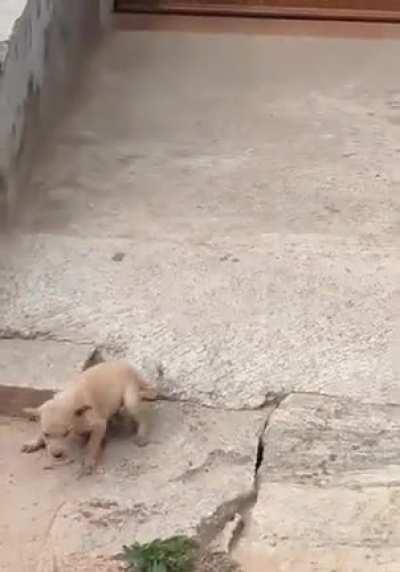 Good boy makes friends with a stray