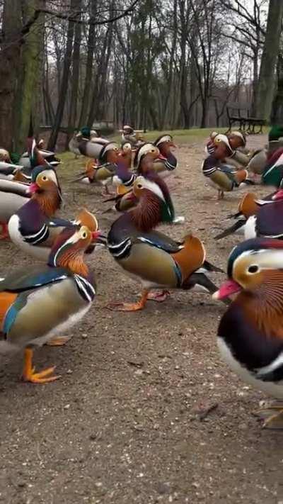 Mandarin Ducks Are Symbols of Love and Fidelity