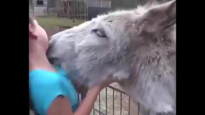 Do you know how to say &quot;I love you&quot; in Donkeyspeak?