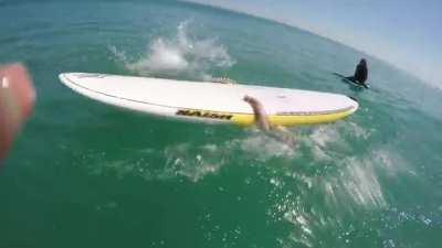 Man on paddle board VS Giant squid