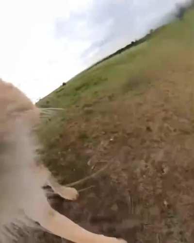 A lioness in Kenya took a camera with a selfie stick from a blogger and ran to shoot the neighborhood.