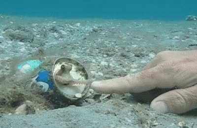 Saying hi to an Octopus living in a can.