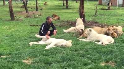 Tiger saves man from a leopard attack