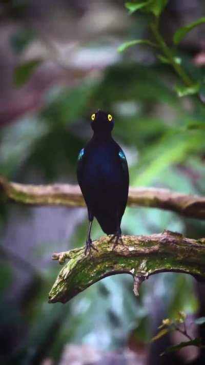 🔥 Purple glossy starlings