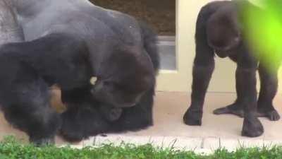 Two silverbacks calmly observing a caterpillar