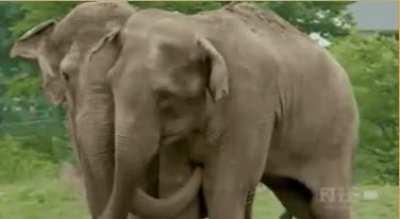 2 elephants are reunited after being separated for 22 years