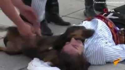 Stray dog interrupts street performance to comfort actor pretending to be hurt