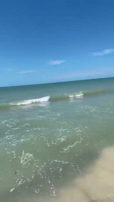 Just Jack walking in a beach 