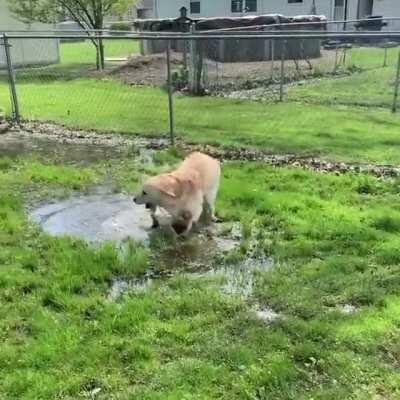 Blind dog discovers a puddle!!!