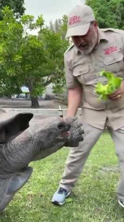 Giant tortoise high fives are the best high fives 🐢