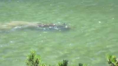 🔥 I couldn’t tell what it was at first, but that wasn’t what I was expecting.. thought it was an otter, then I thought it was a shark, and let me say I was wrong both times.