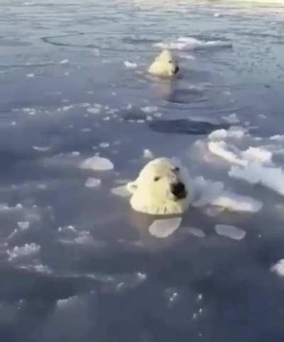 Polar bear Mom breaking ice at short intervals so the cubs can breathe