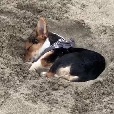 She protec, she attac, she dug a hole and take a nap