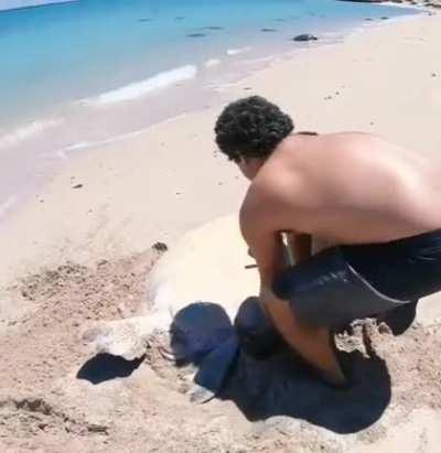 A turtle that was stuck gets help from humans