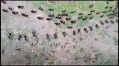 A termite track (top) and an ant track (bottom), each protected by its column of soldiers who face each other without attacking.