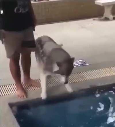 Husky's first swim. Poor baby got nervous at first but loved it soon after