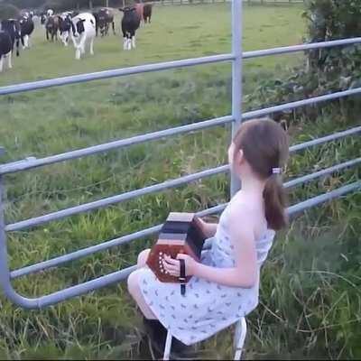 Girl playing the accordion for cows