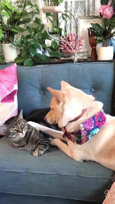 Please enjoy this slideshow of my cat’s faces when my dog bothers him for attention