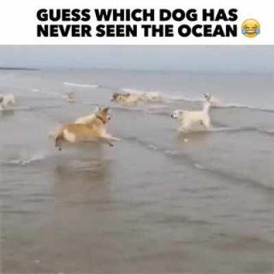 Dog Goes Nuts Over Ocean