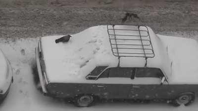 Couple of crows playing in snow