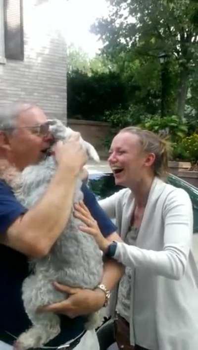 Dog passes out from excitement when master returns.