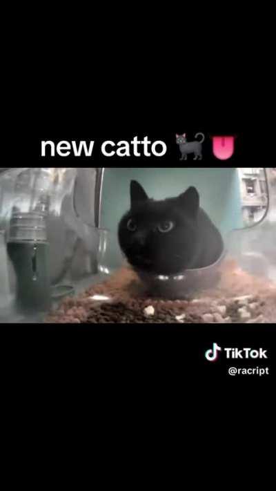 Toothless cat video