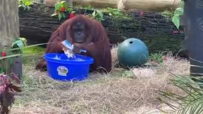 Sandra the orangutan started to clean her enclosure and wash her hands after observing her caretakers do the same thing