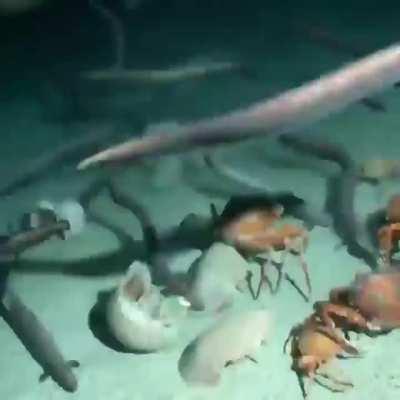 Once you're dead at the bottom of the ocean, hundreds of sea creatures will come swarming around you.