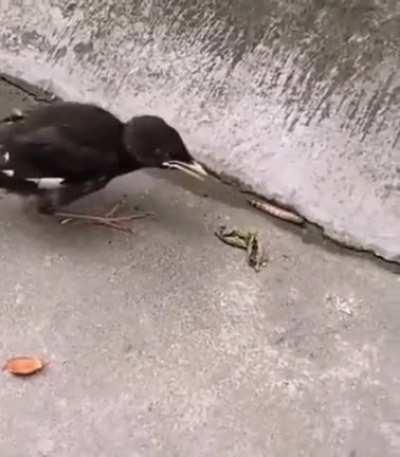 young birds thinking food will automatically jump to their mouth since their mothers fed them like that