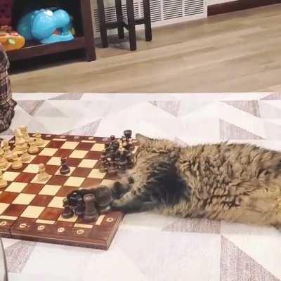 My cat watched Queen's Gambit ONE TIME and now is a chess master..