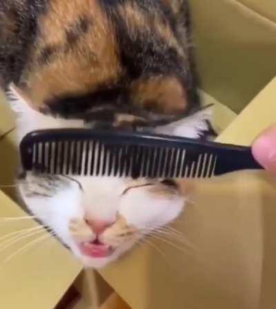 Brushy Brushy