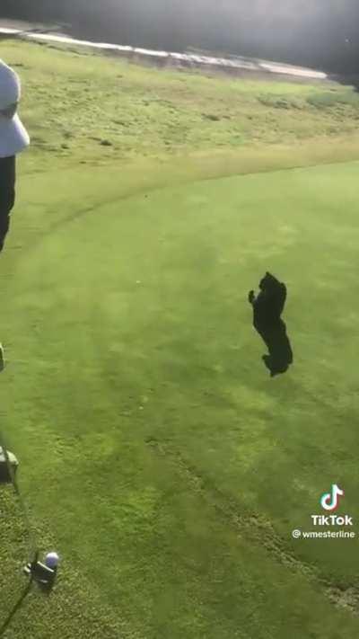 Cat doesn’t give a shit about your golf game!