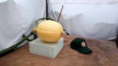 Timelapse of a seed to a 600kg pumpkin