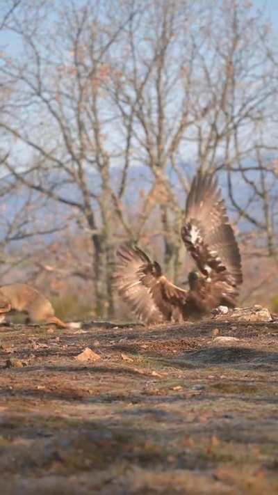 Golden eagle tries to catch a fox! Credit:@giovannini_jonathan