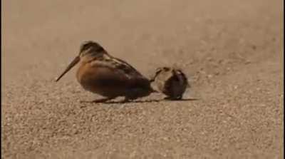 American woodcock luring worms